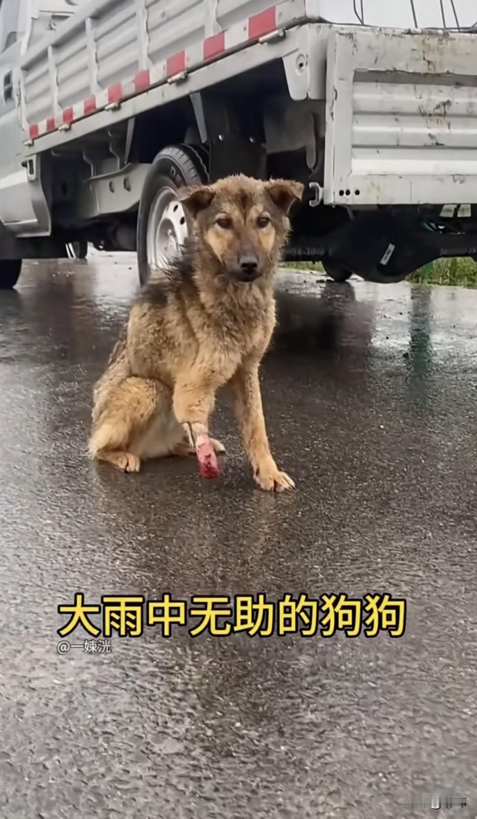 太可怜了！这天一位小哥哥开车去朋友家玩，当他行驶到一条小路上的时候，看到非常凄惨