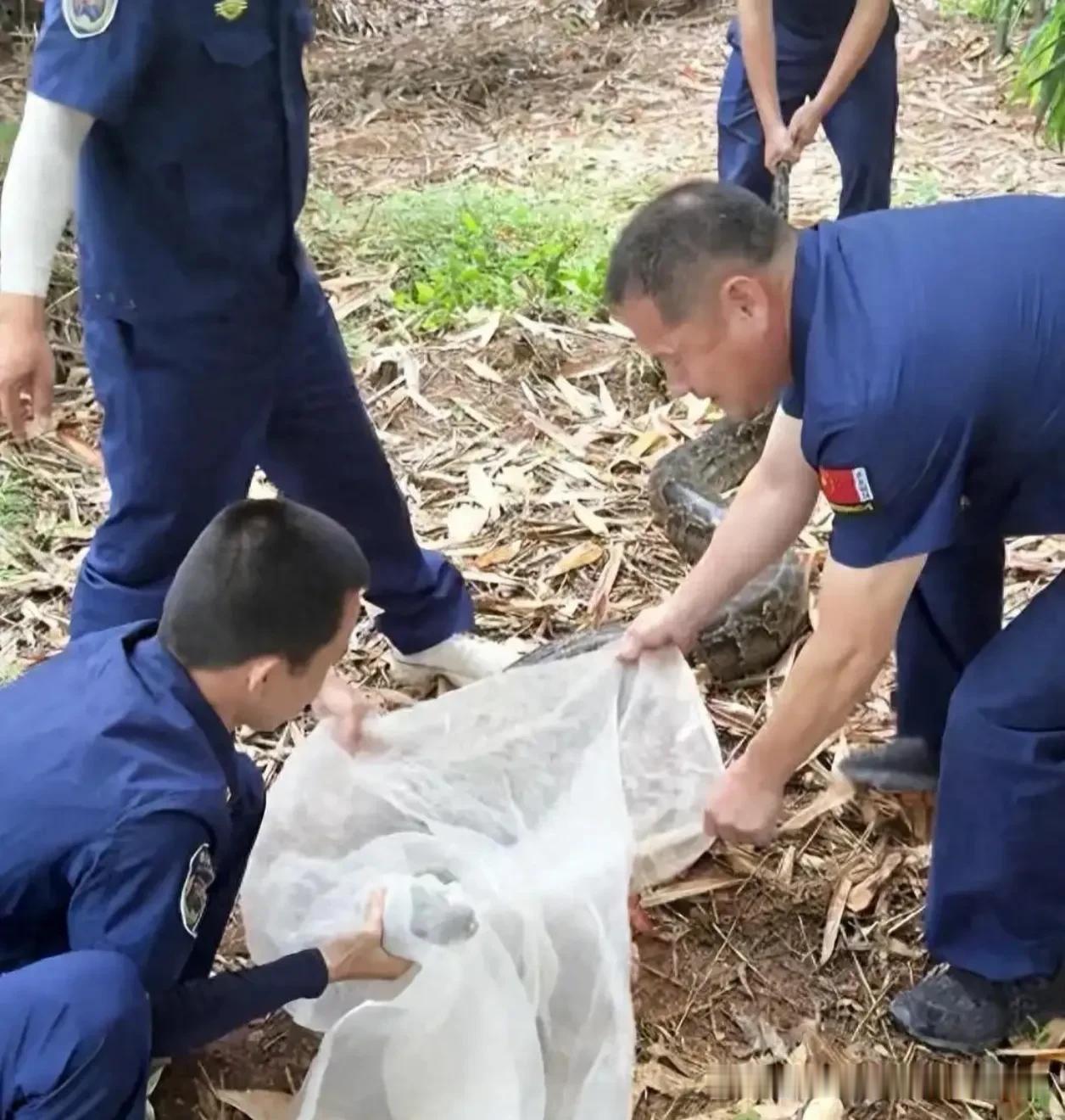惊险！漳州百斤巨蟒偷鸭被抓包，当着主人面吐出3只鸭子溜了！救援队员：第一次见这么