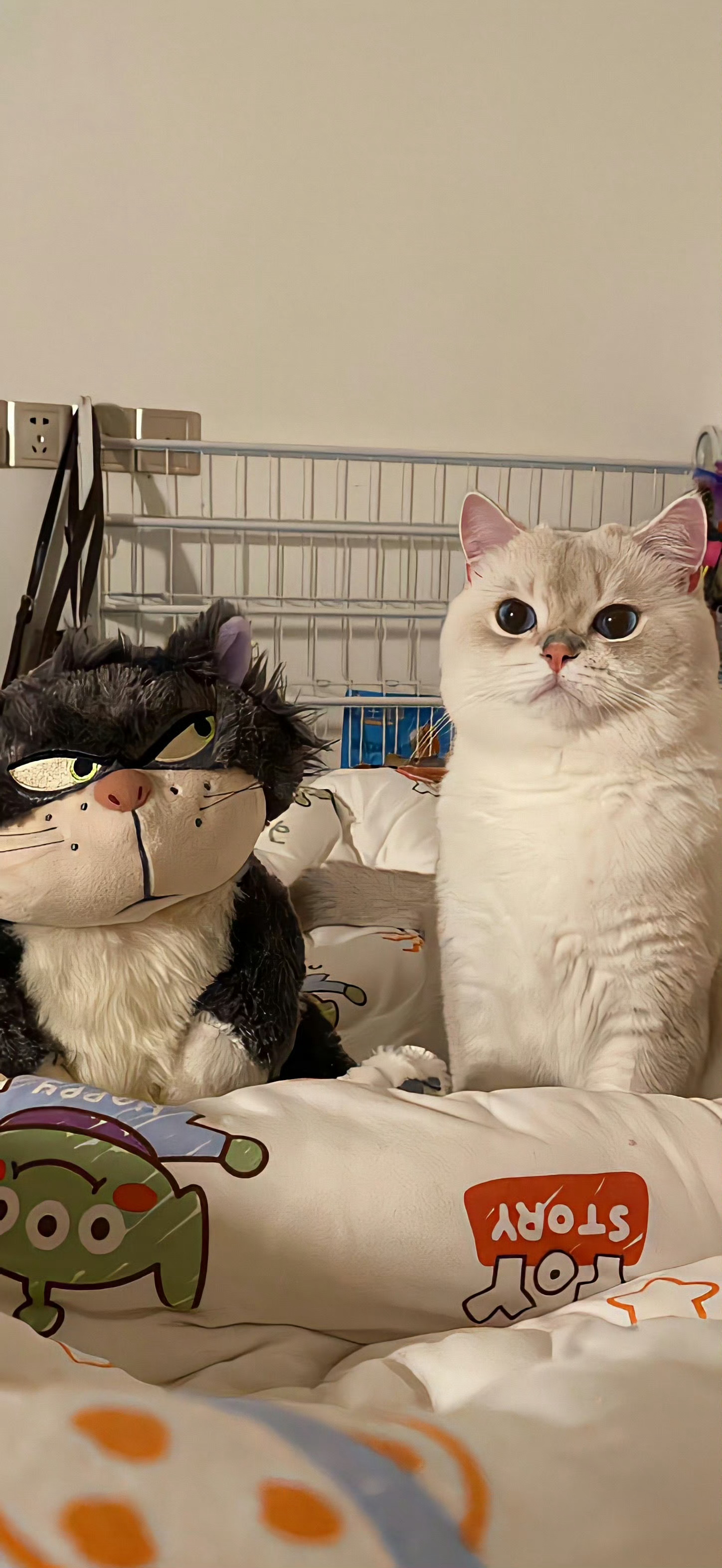 小猫壁纸 