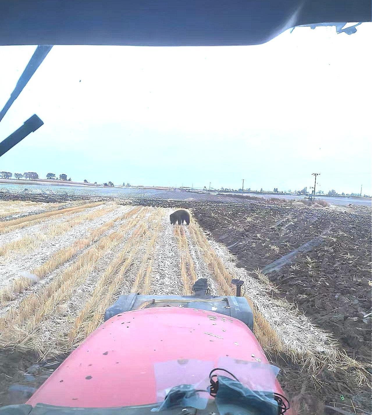 劲爆！鹤岗市下辖区县昨天惊现狗熊！

据在鹤岗市下辖的绥滨县上班的朋友转发的照片