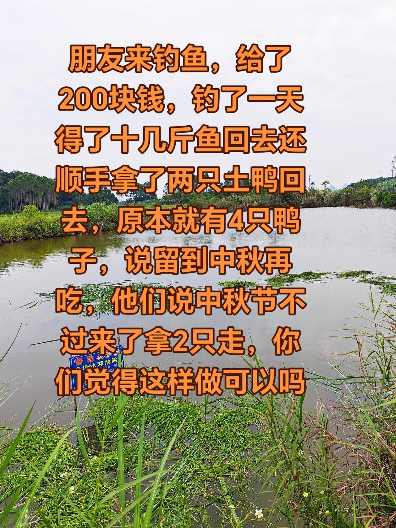 本来留鸭子到中秋节再吃，搞得我又要去买两只回来文明钓鱼 养鱼日记