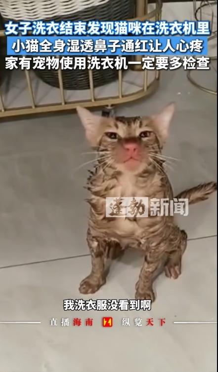 太粗心了！近日，江苏苏州一女子用洗衣机洗衣服的时候没有注意洗衣机里有猫，直接就开