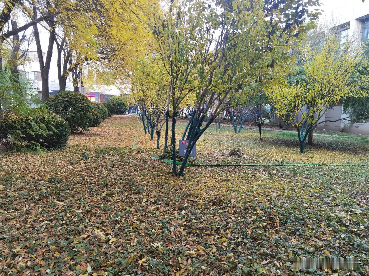 校园秋意浓（摄于南开大学八里台校区）