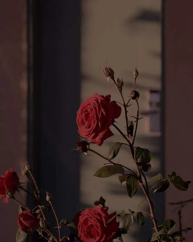 人生下来不是为了拖着锁链，而是为了展开双翼。——雨果 