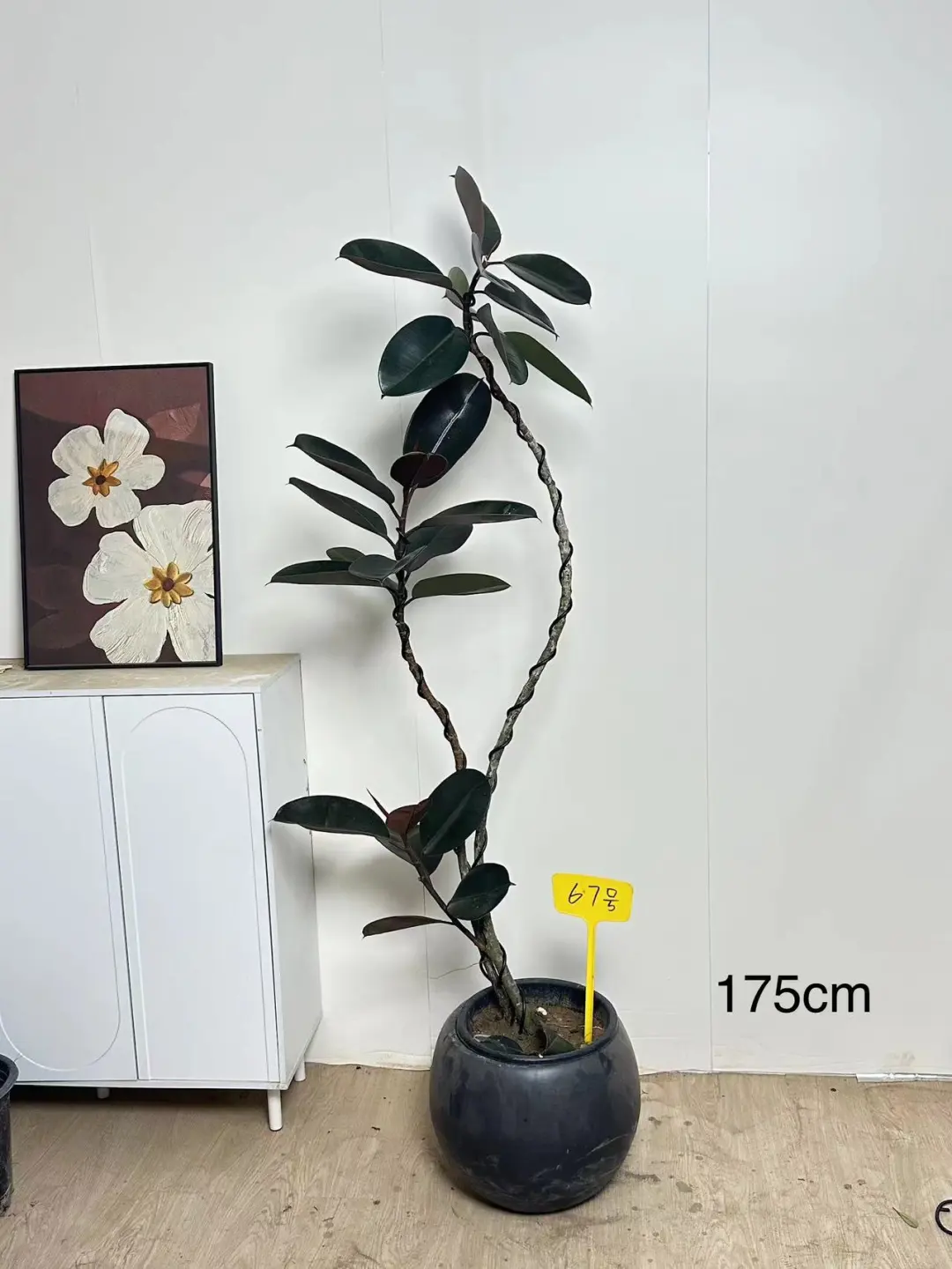这1️⃣8️⃣种造型黑金刚 人见人爱❤️