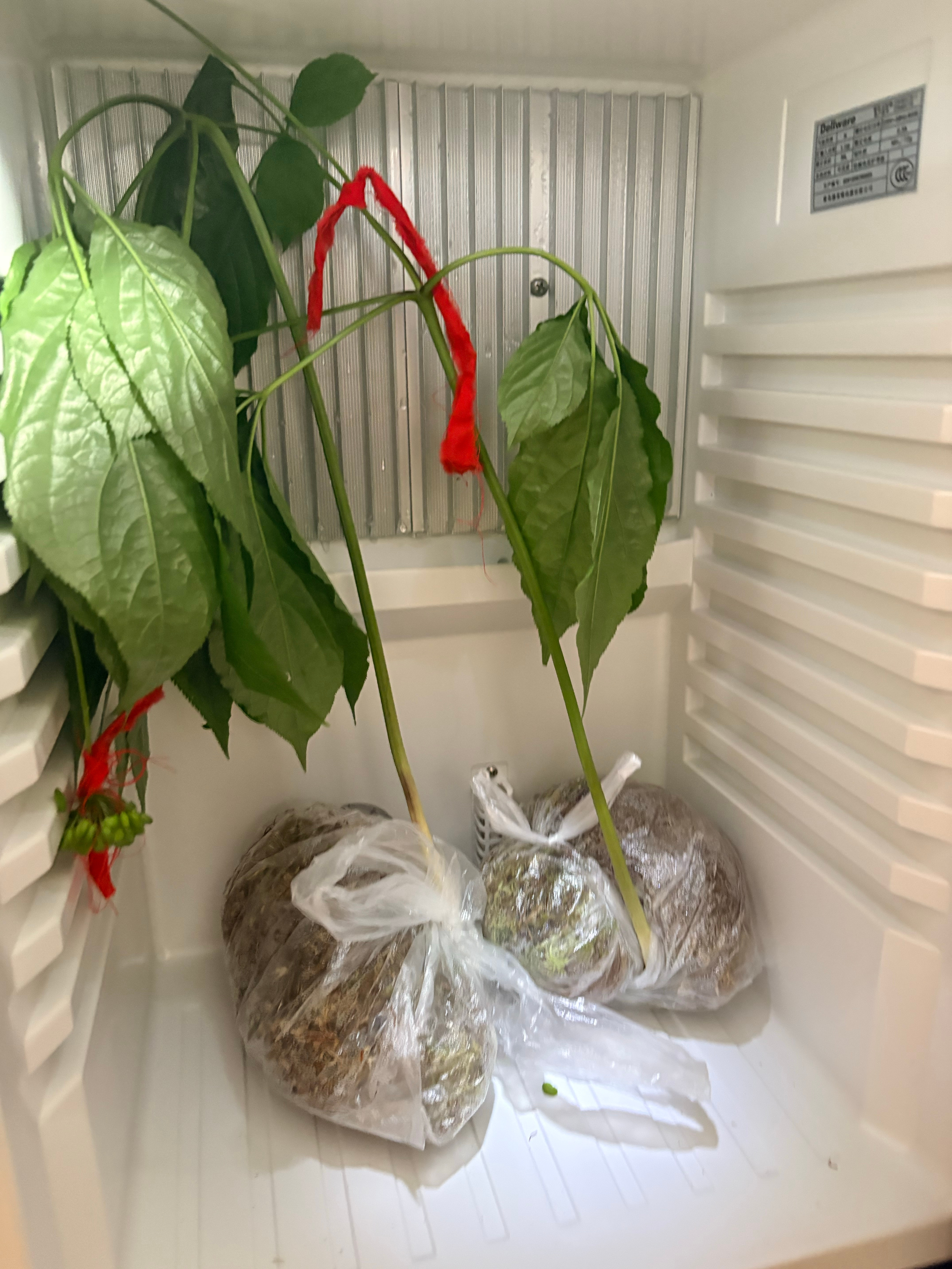 艾文说要送到龙岩高山上种，现在他把酒店的冰箱清空了，就放他的人参 