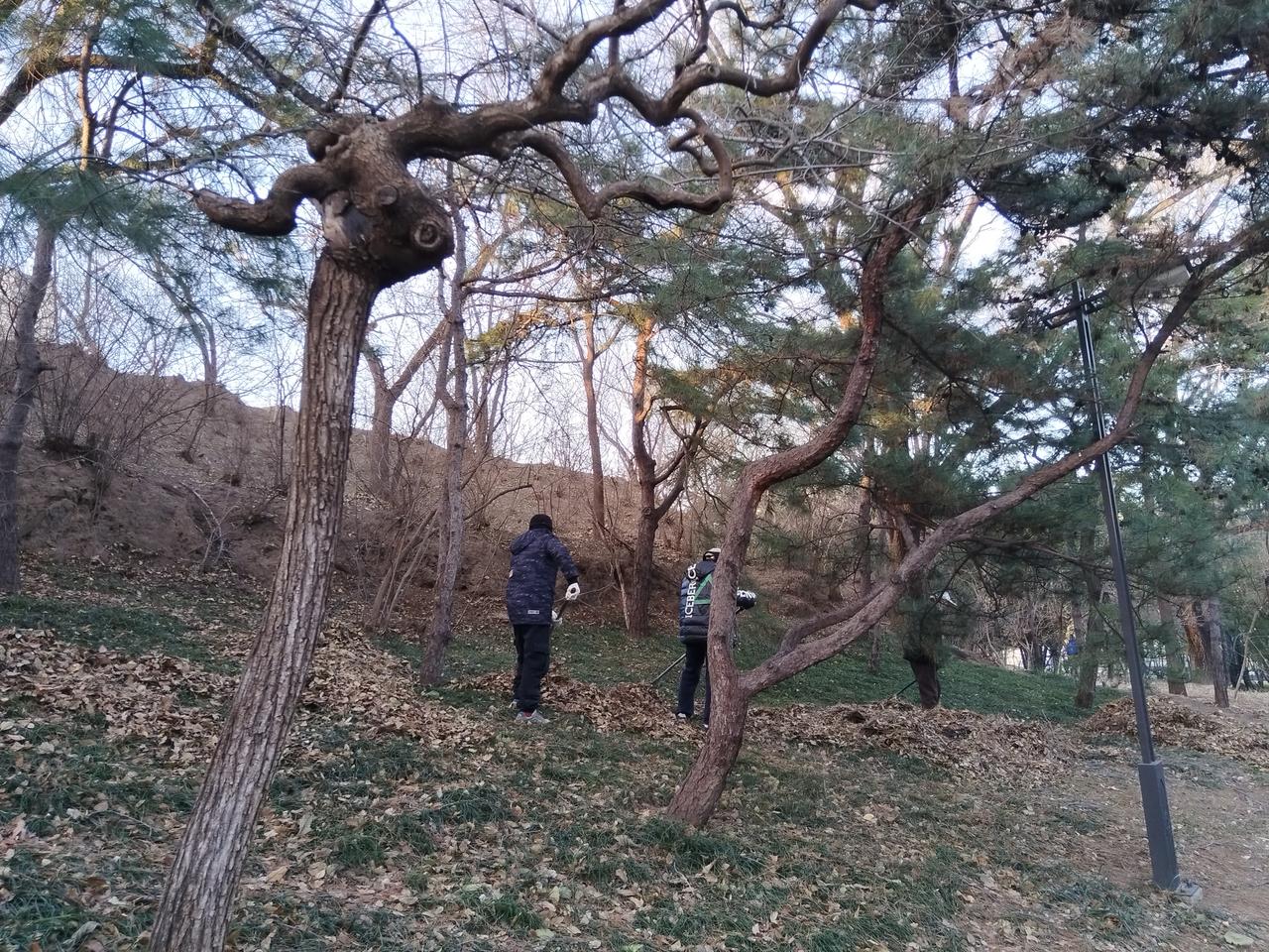 还落叶归什么根？年年扫，以前还有人出主意挖坑埋树底下，不知为何又放弃了。到底有没