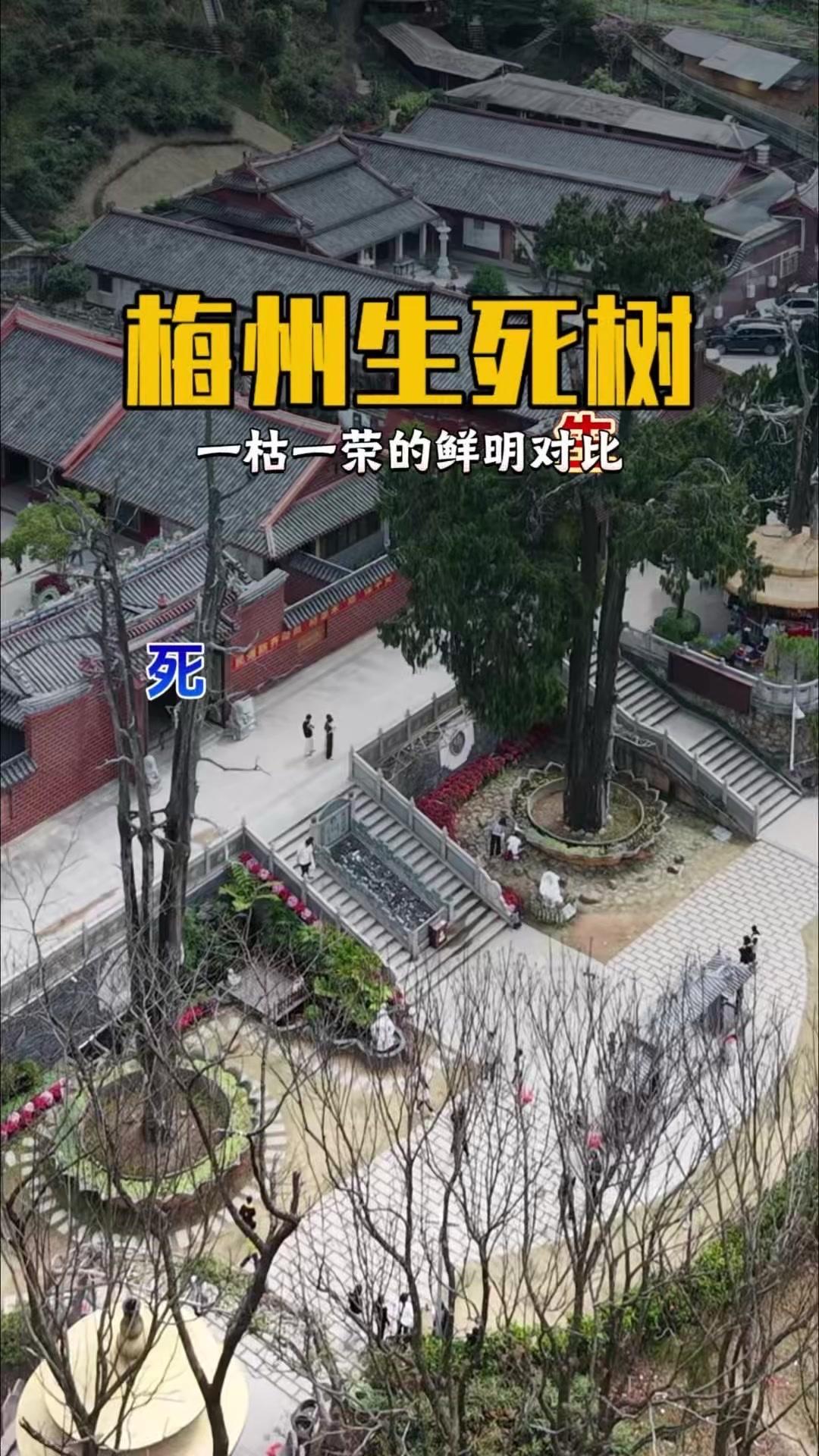 这棵树太震撼了！左边400年前就已逝去，却依旧笔直向天，毫无腐朽迹象；右边却郁郁