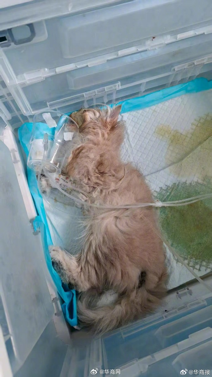 #西安多人称在宠物店买的猫几天就死#【多名消费者投诉西安一宠物店，猫咪买回家没多