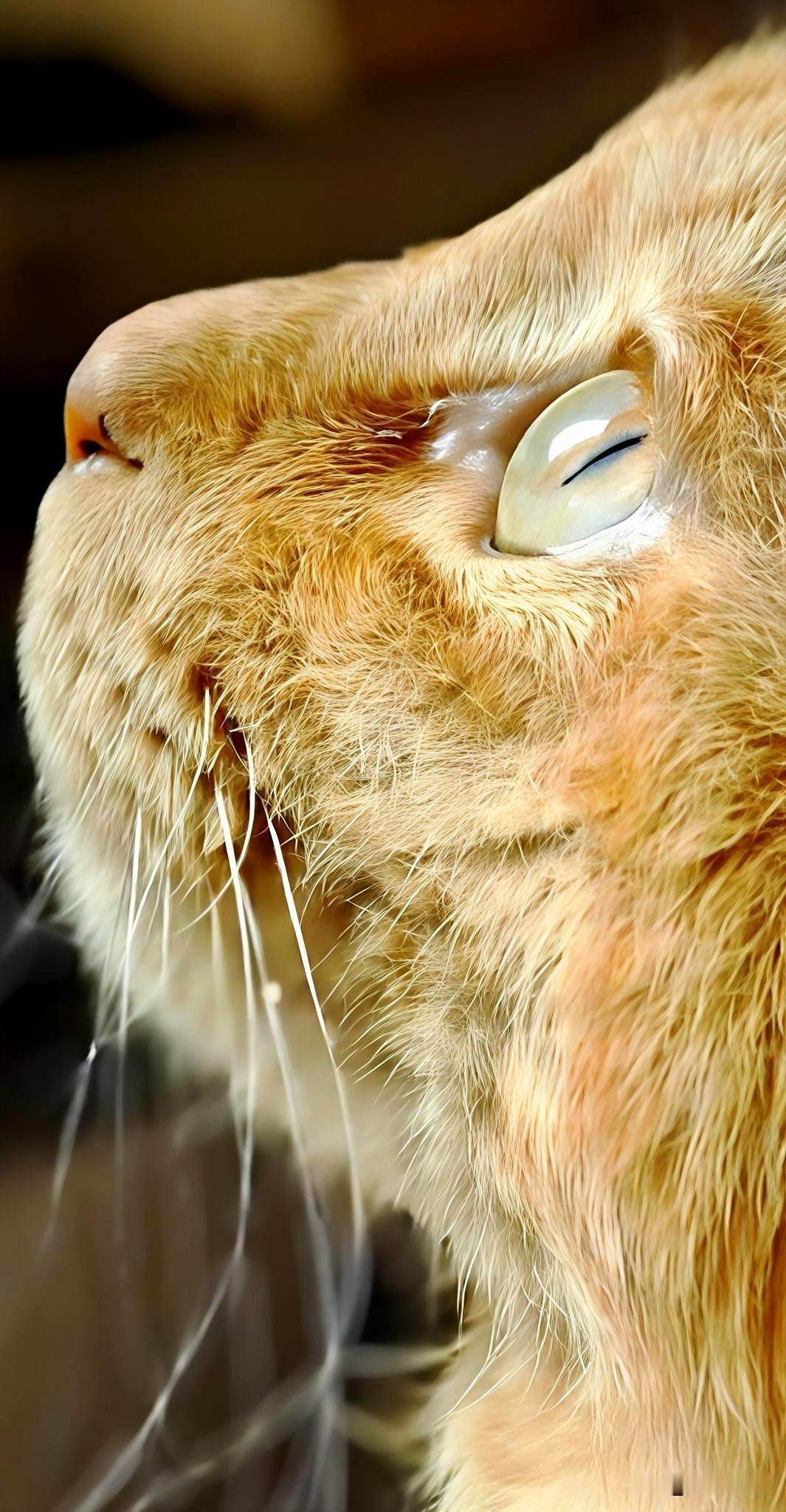 分享一张小猫咪的照片这特写怎样？眼睛亮晶晶、水灵灵、圆溜溜、炯炯有神！这就是摄影