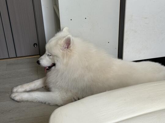 像不像上课犯困的你💤