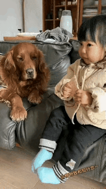 这只大金毛的样子笑死我了，心里那么想吃，脸上却挂着不太情愿的样子，这只金毛狗狗肯