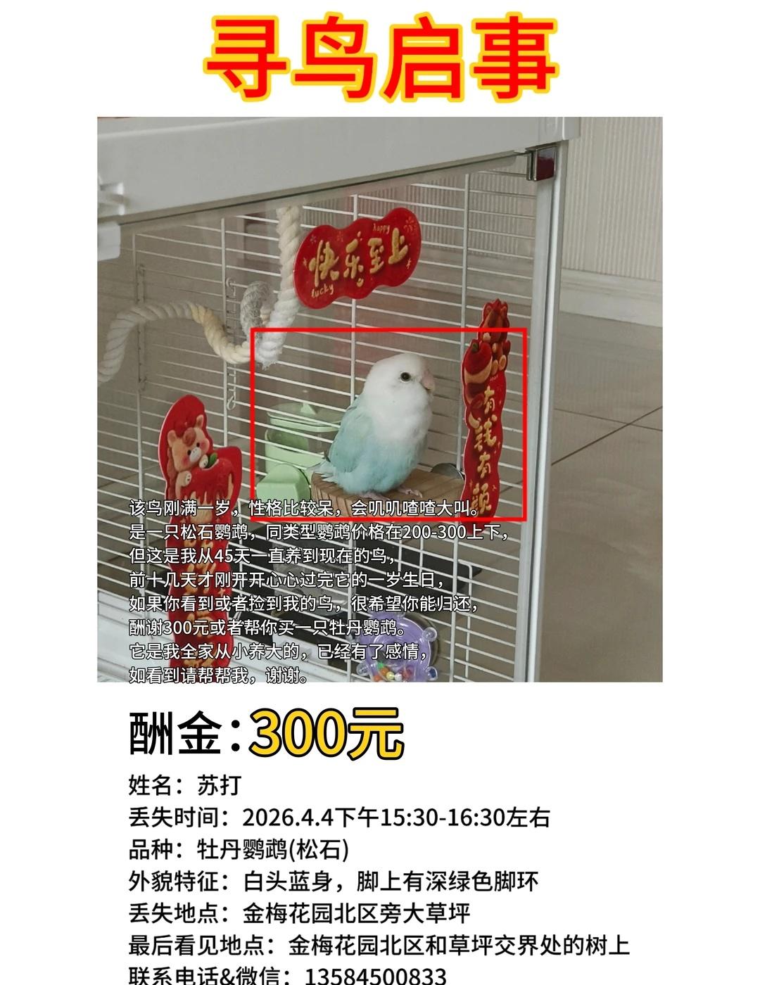 寻鸟启事
麻烦附近好心人看到我家小鸟麻烦联系我13584500833，酬金300