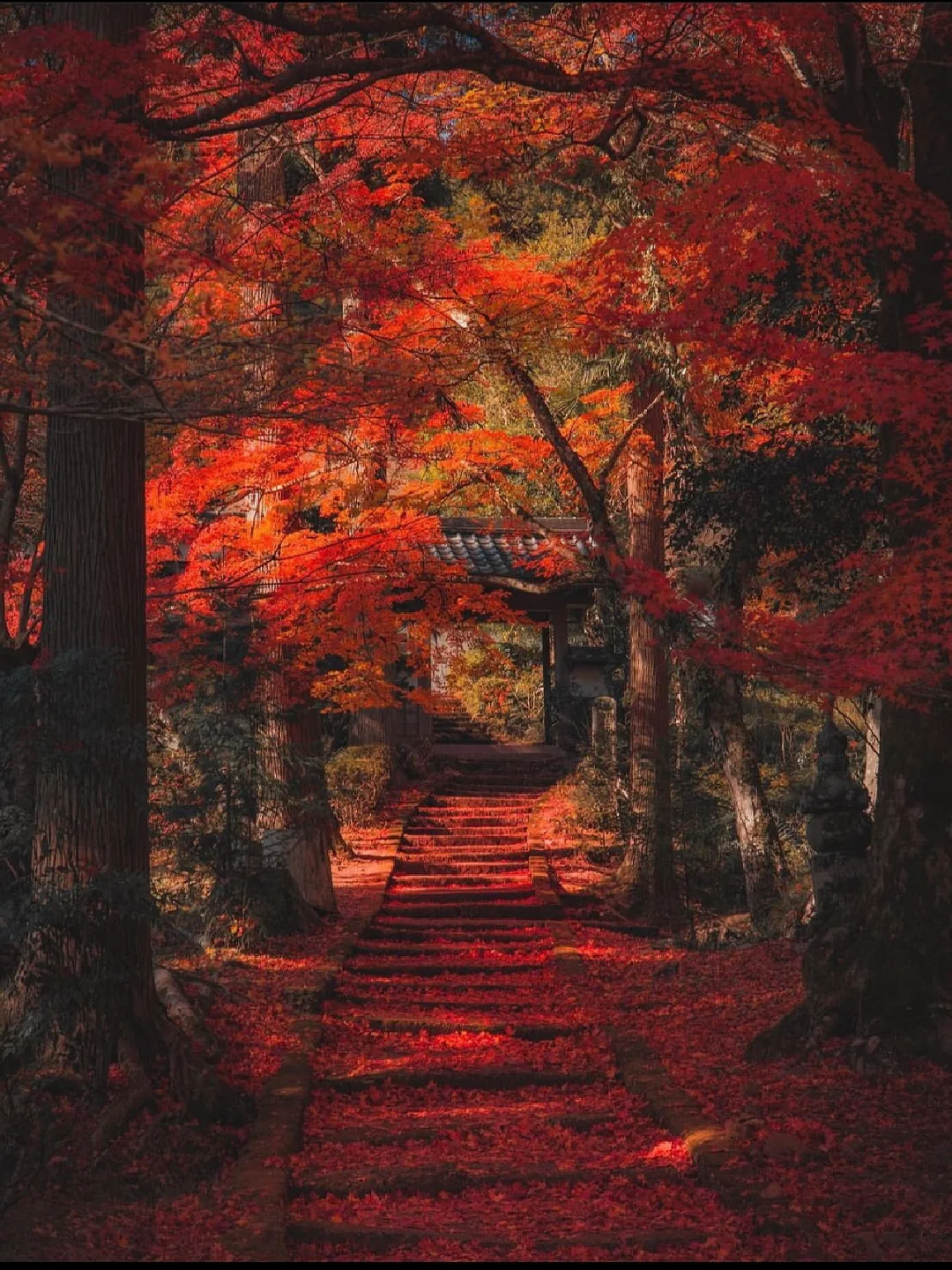 京都🍁今年别再错过枫叶落满阶梯的龙稳寺了