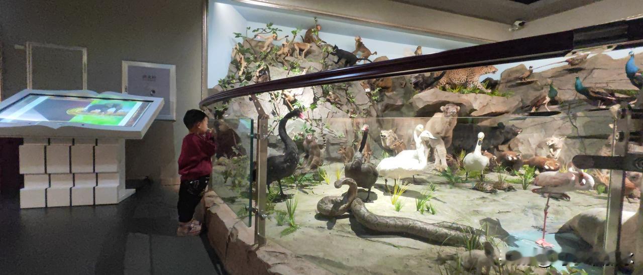 带娃打卡自然展馆，这娃直接被动物标本展区拿捏得死死的！

眼睛瞪得像铜铃，小手还
