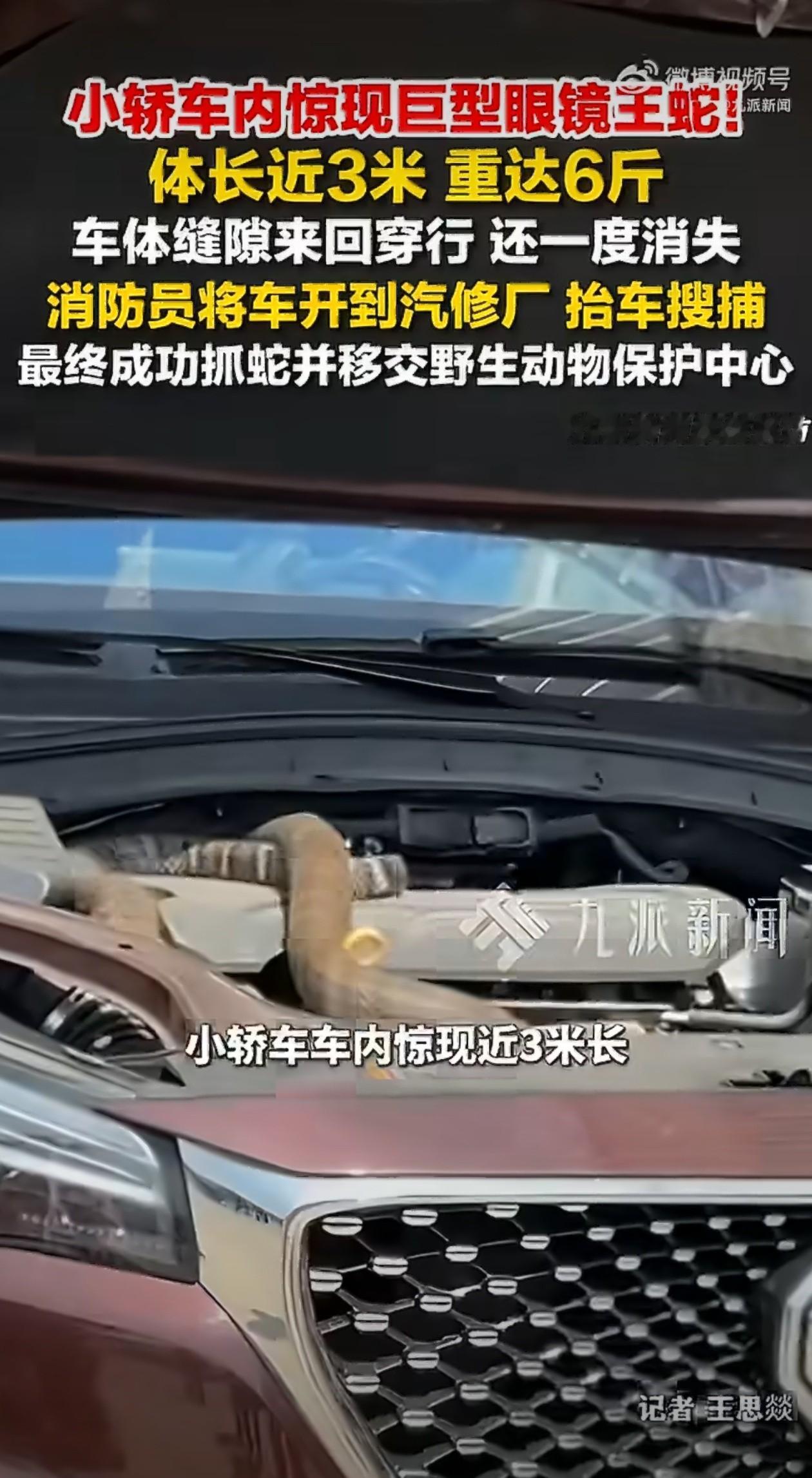 玉溪路边轿车里钻出3米长蛇，

人不敢动它也不咬，

最后怎么出来的？

那天下