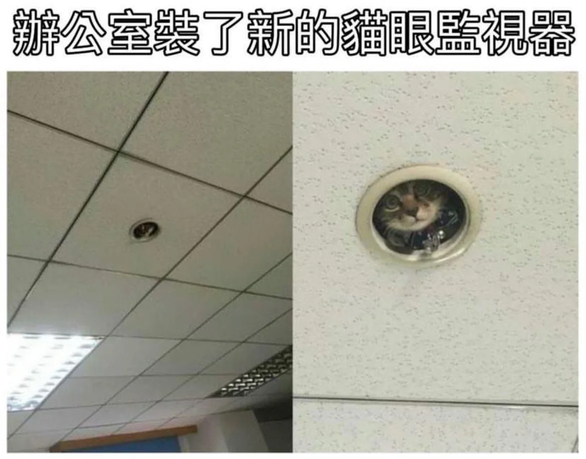 🐱⛱️喵咪酱的meme时刻