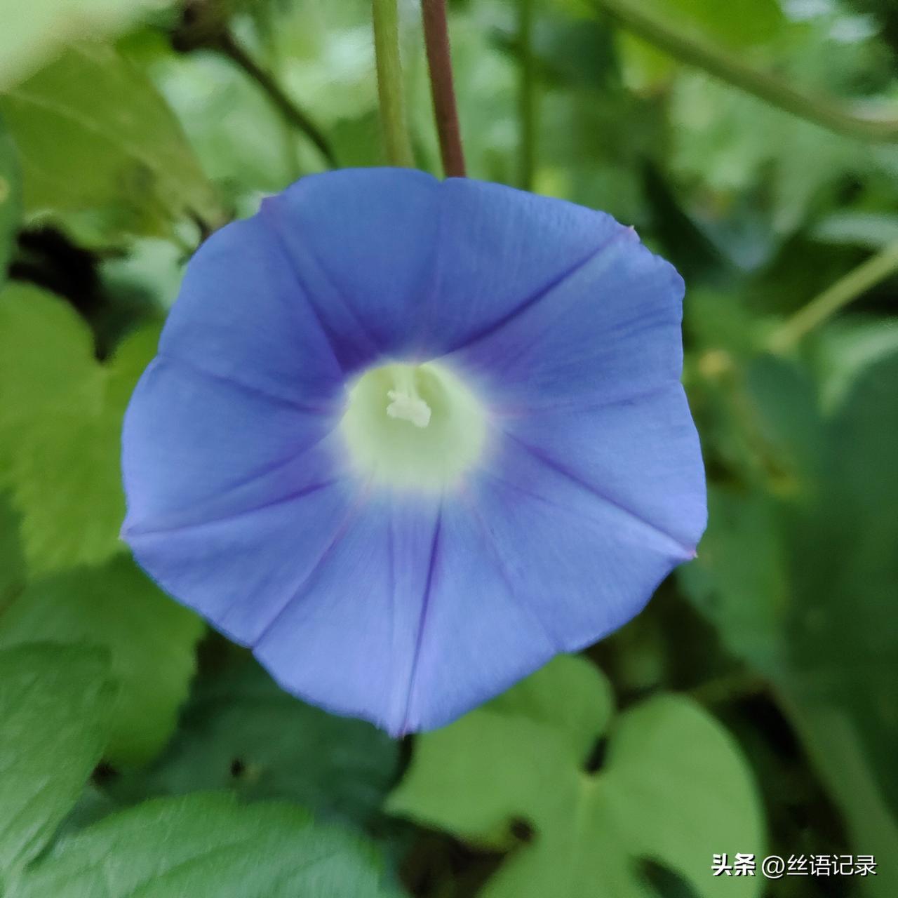 晒图笔记大赛早晨六点多出去锻炼身体，路边所见。