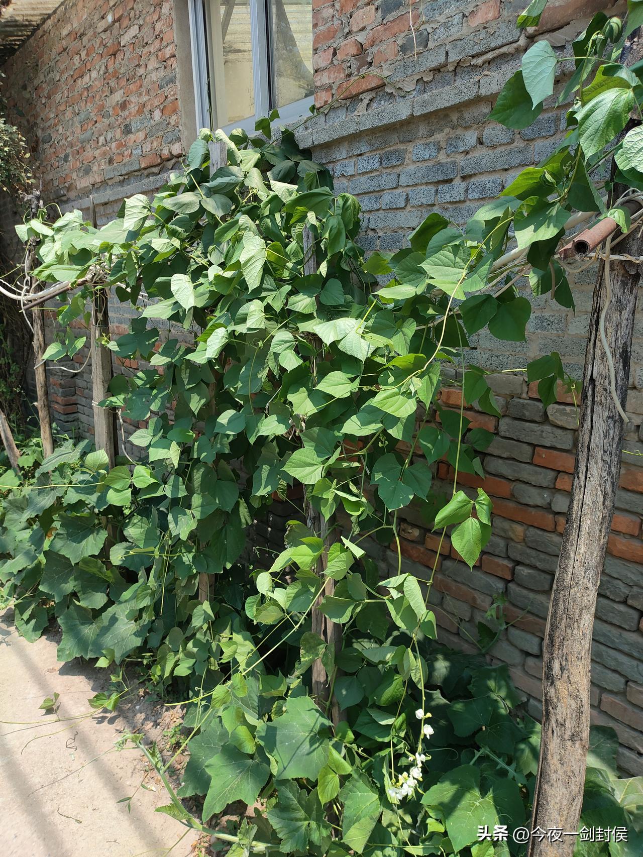 母亲在胡同里种的眉豆和南瓜，丝瓜没有发芽，眉豆和南瓜都开花了，一年下来能省不到一
