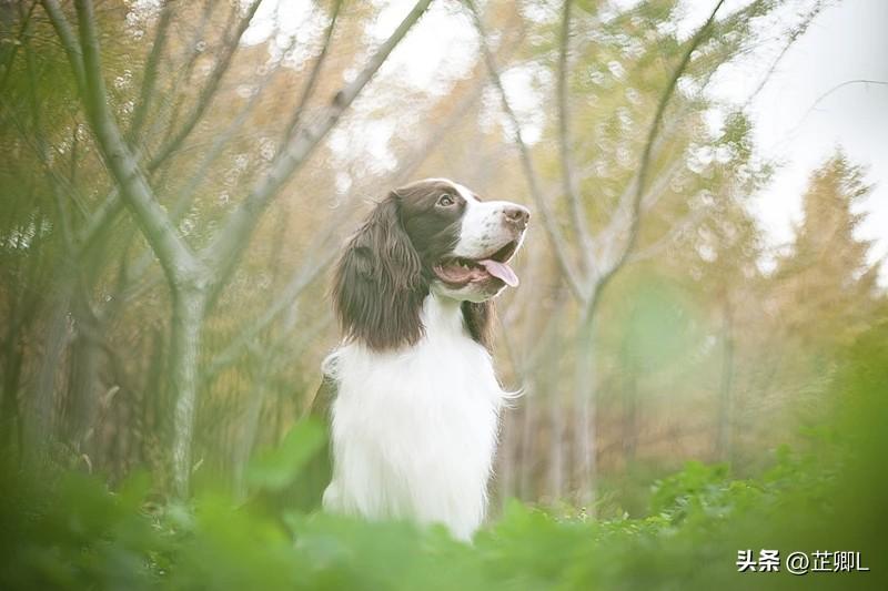 北京女子小区散步遇未拴绳狗狗，被其扑倒致骨折，索赔竟被拿骨质疏松为由拒赔！法院判