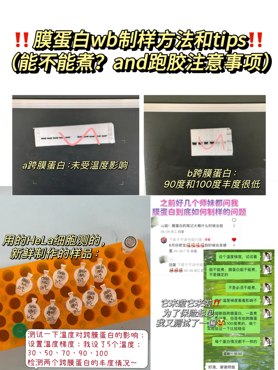 跨膜蛋白wb制样方法tips➕跑胶小技巧‼️