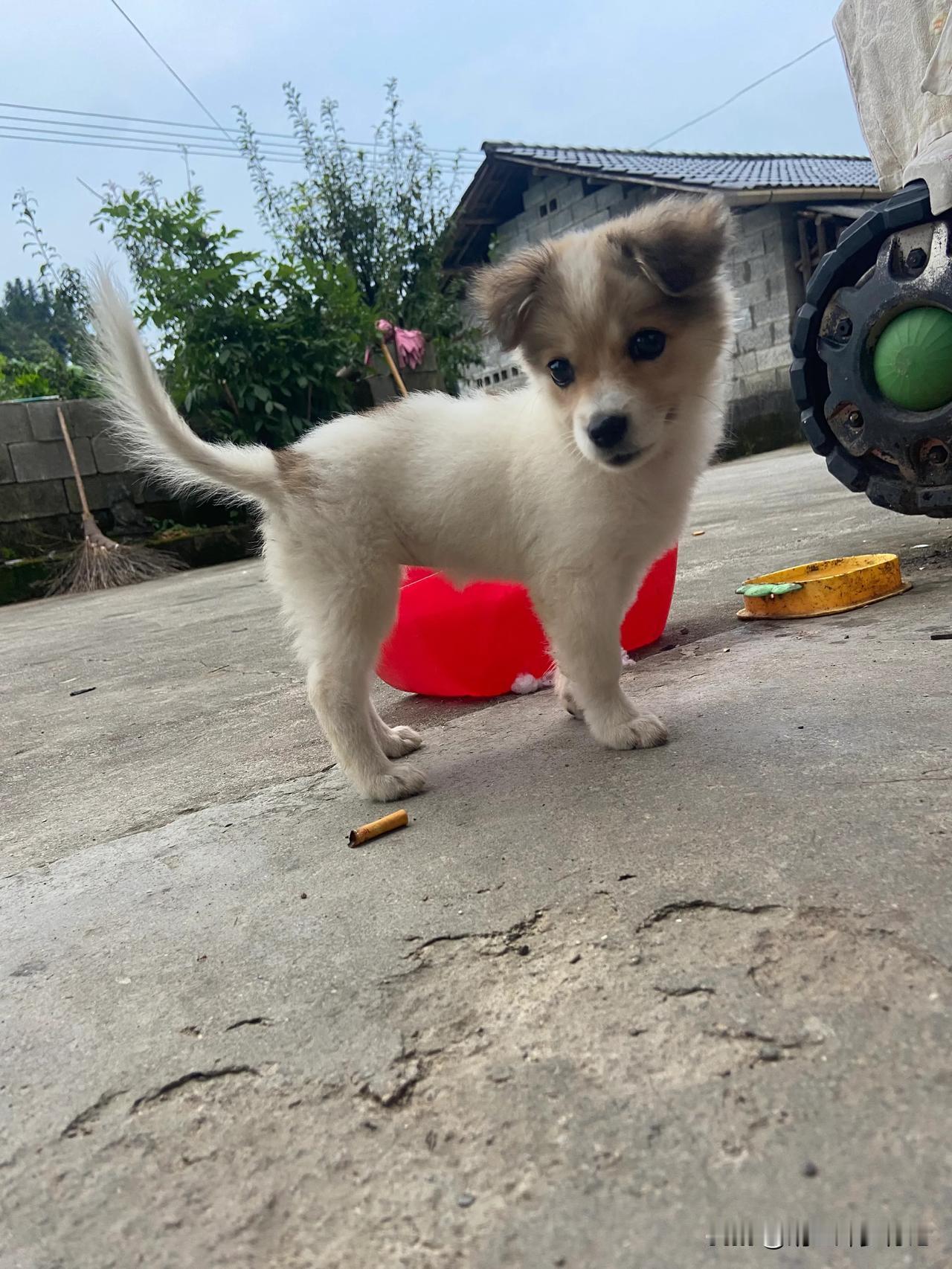 山里的生活很简单，空气清新环境好，每天早出晚归，吃的自家种的田园菜，养几只鸡，养