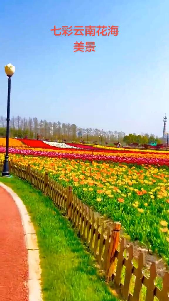 七彩云南花海。