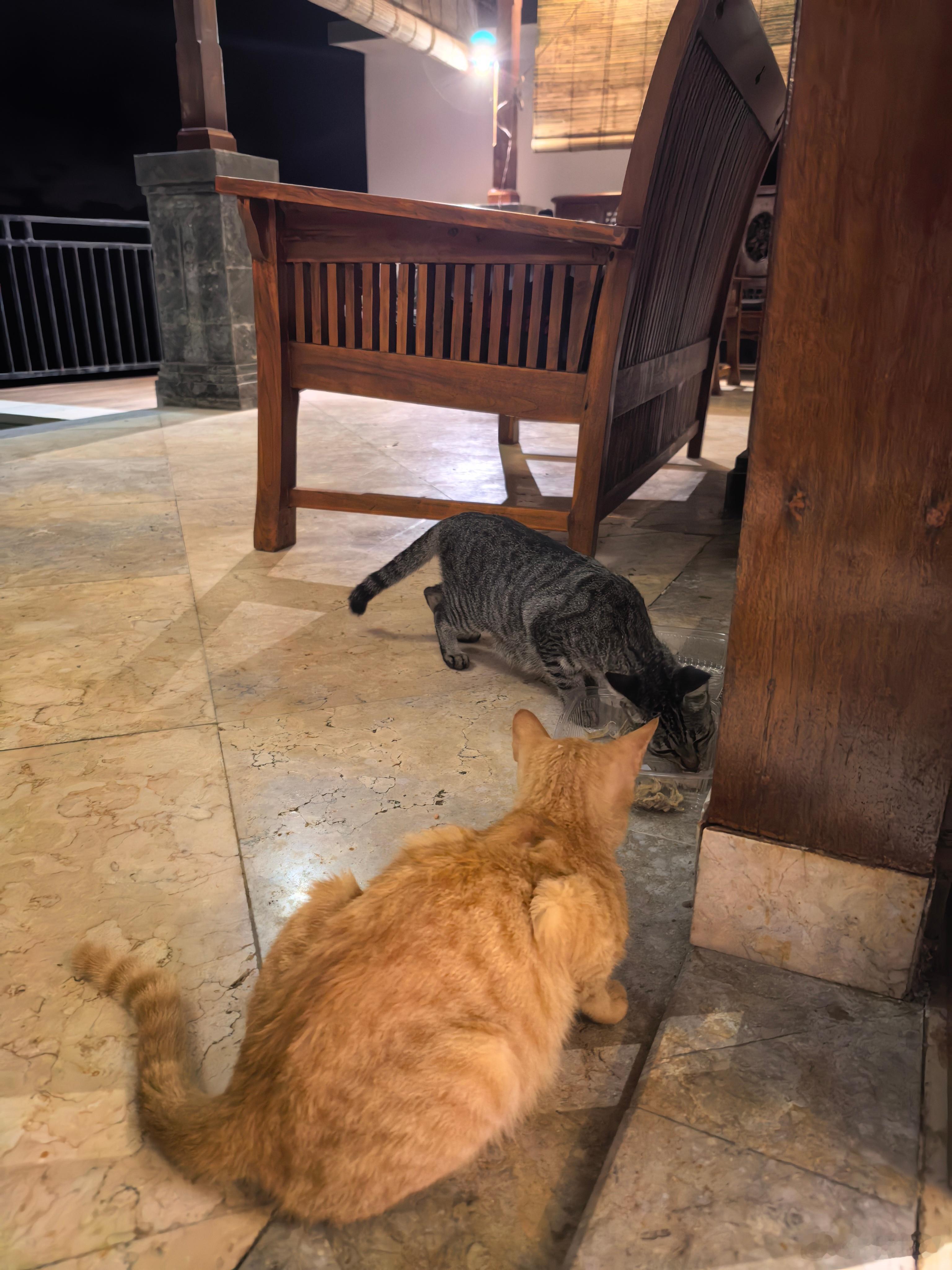 看，我说猫圈会传话吧，又来了个新客人。