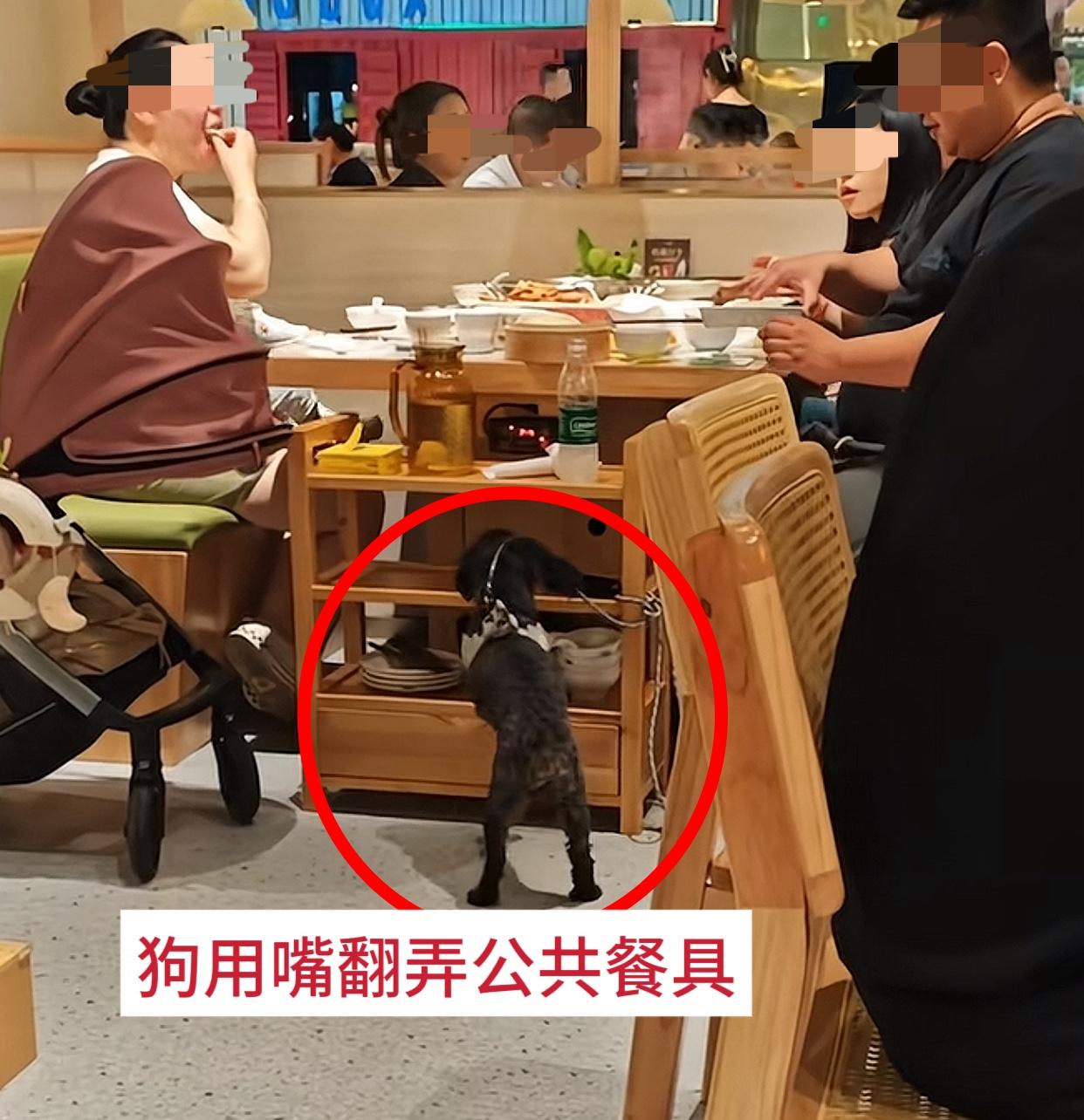 这次真的有点过，重庆綦江某烤鸭店，一家人吃饭时拴在脚边的泰迪用嘴打翻架子上的公共