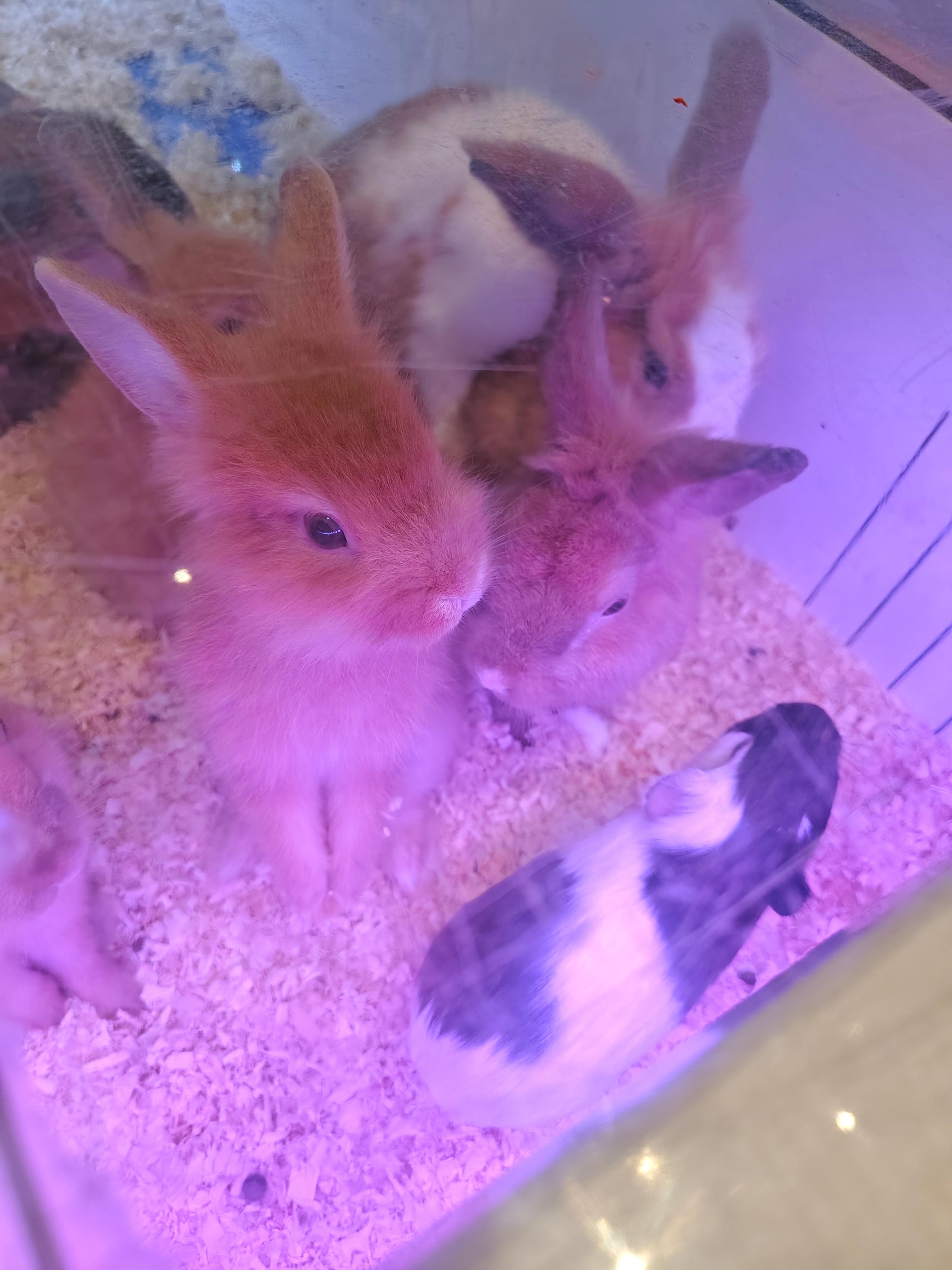 今天偶遇一群可爱的小兔叽还有荷兰猪，兔兔你们站起来看我干什么呀，难道你也喜欢我嘛