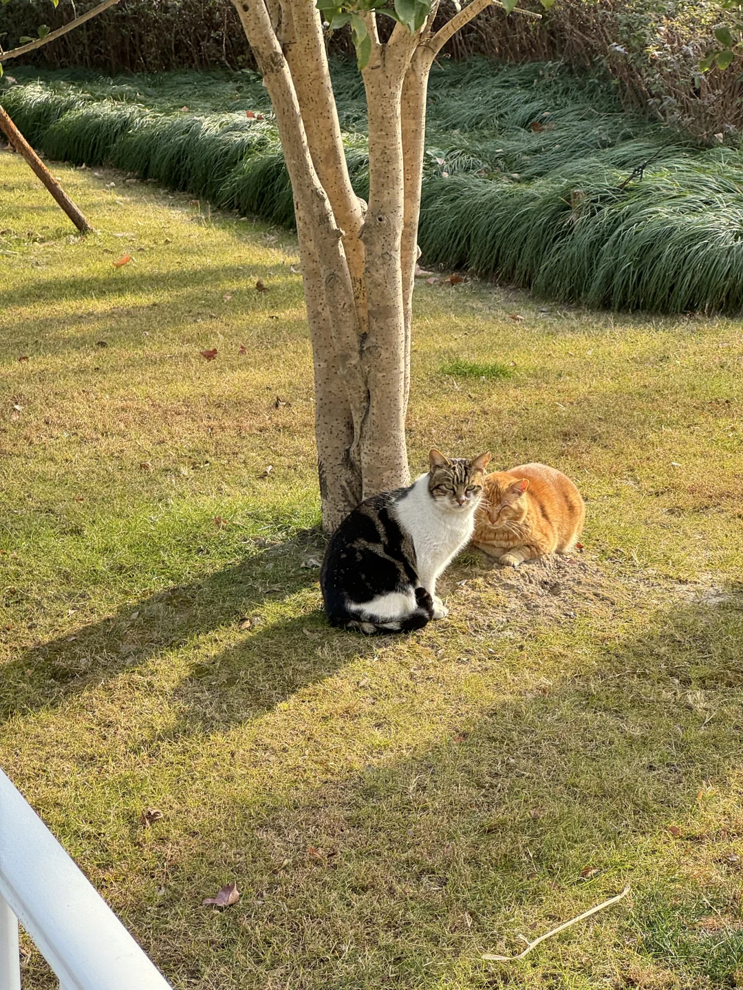 有树有猫的周末，太幸福了