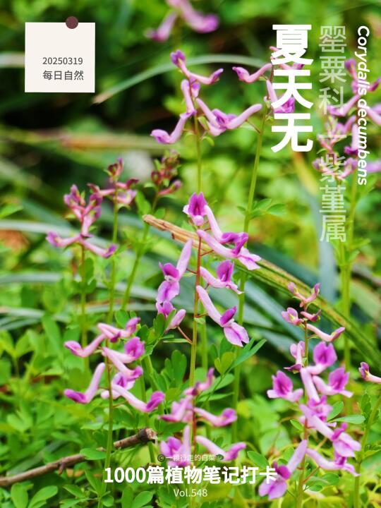 植物笔记547｜植物界的“人间蒸发大师”