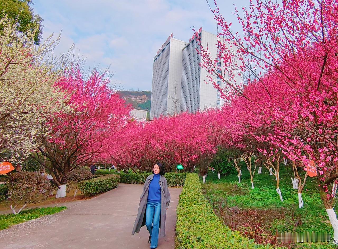 立春时节，万州区妇女儿童医院，五福池周边梅花竞相怒放，婀娜多姿，举目望去红色的白