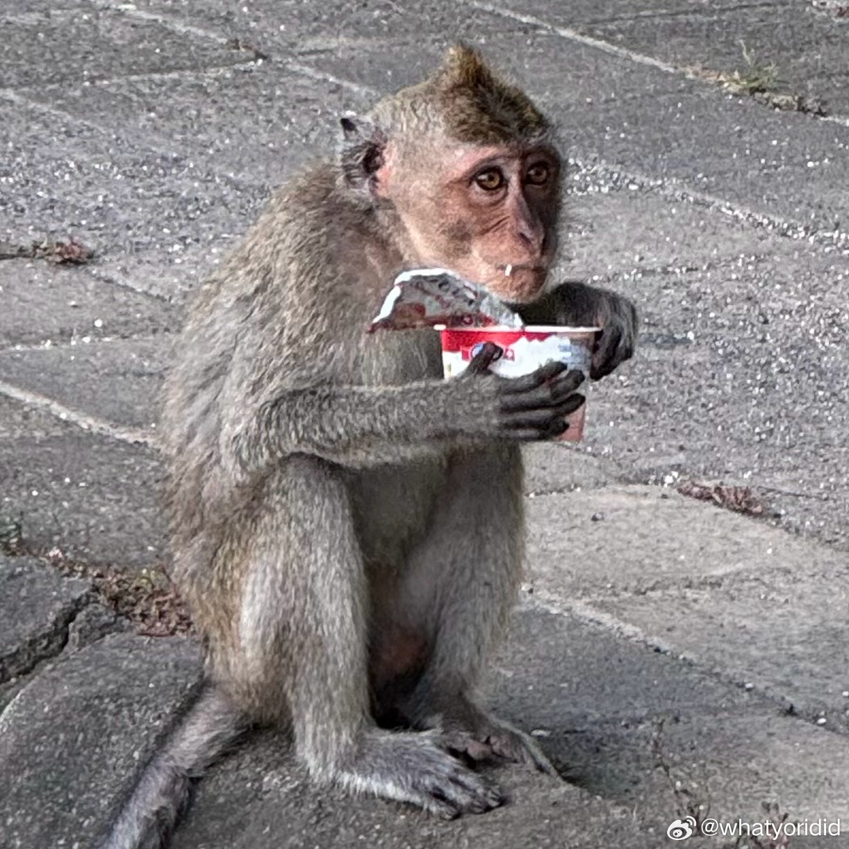 你吃优格舔不舔奶盖 