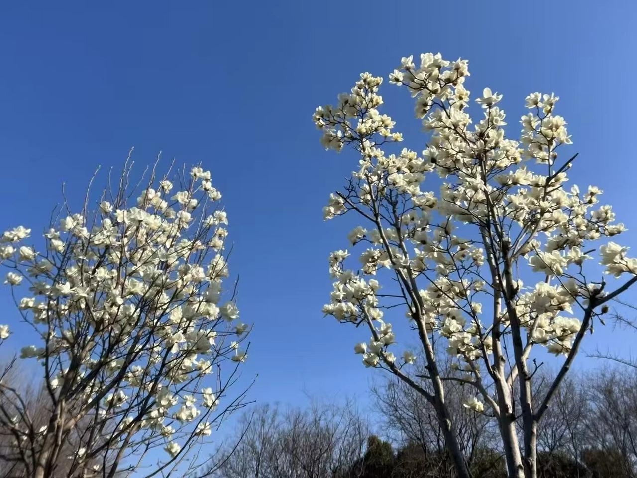 看看你相册里的花草 创作者中心 创作灵感