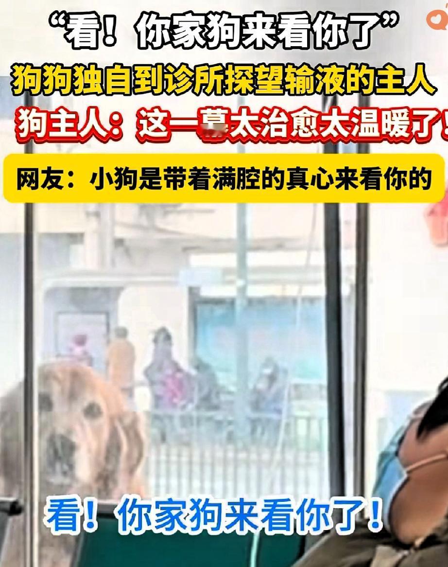 看！你家狗来看你了！

主人偷偷去输液，狗狗竟一路找到诊所，趴在窗外默默守着，满