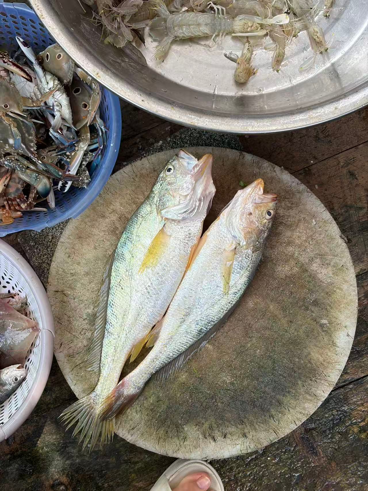 刚去海上捞鱼吃，两只吃起来都是黄鱼味，但形态不太一样。判断左边那是黄姑鱼，右边一