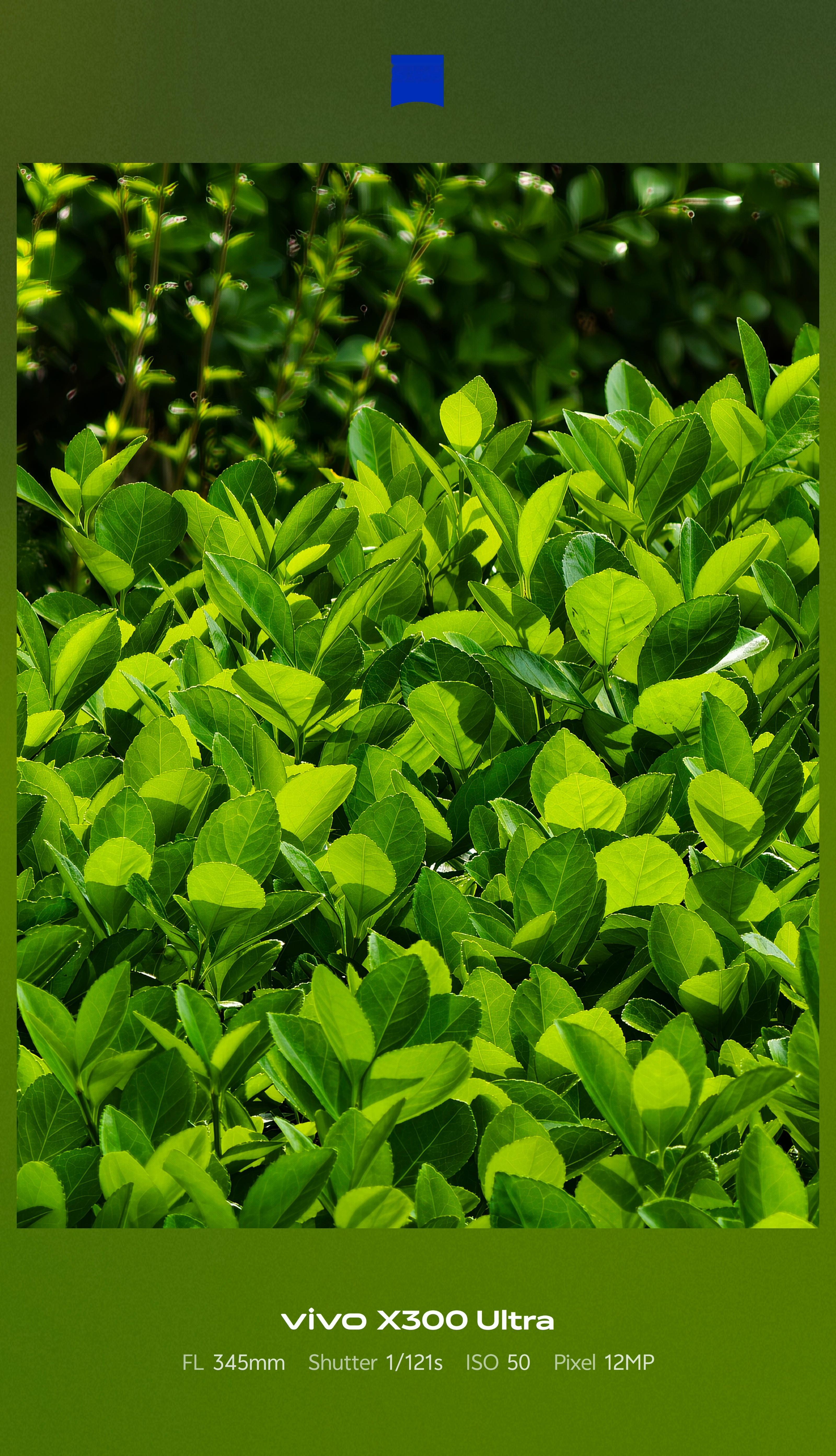 希望明天也是个好天气，这样下午就能去公园里拍点照片老缺随手拍vivo x300 