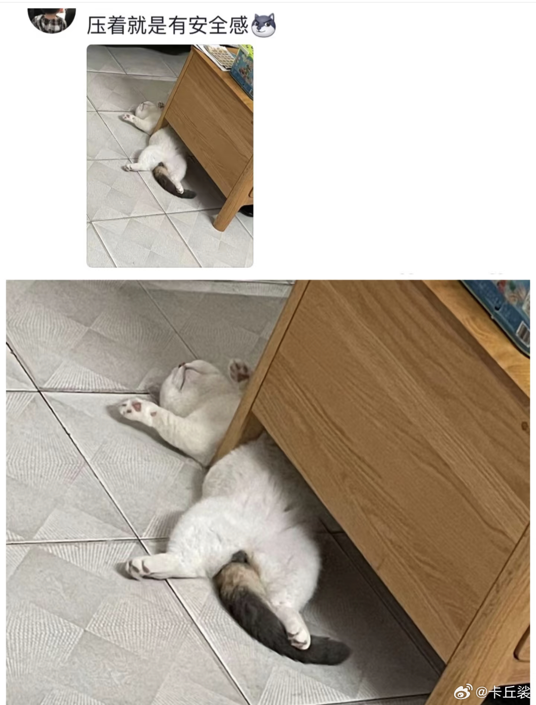 猫科动物睡觉时很警觉是谣传 