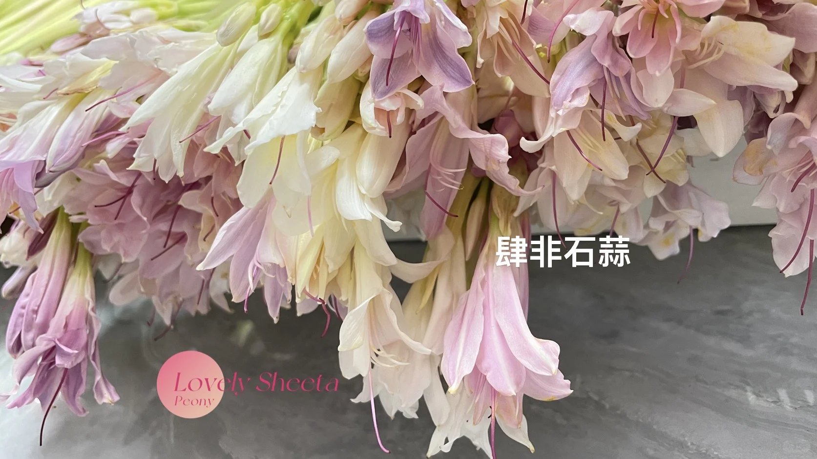 长筒石蒜有多美，就这一张照片 我看到美人鱼