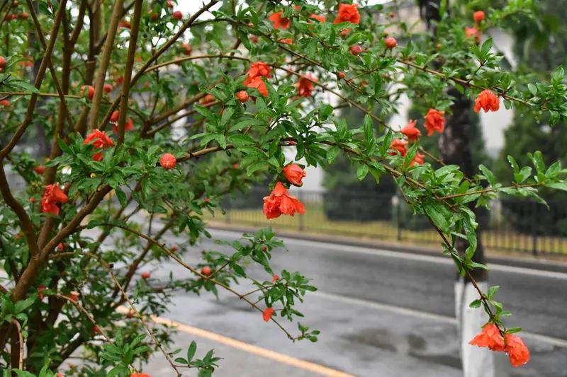 下联：片片绿叶送和风。诚邀上联朵朵红花迎细雨；