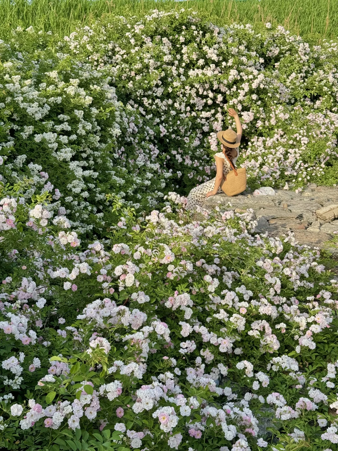 新发现‼️2000米隐秘花海已开爆🌸西安20分钟