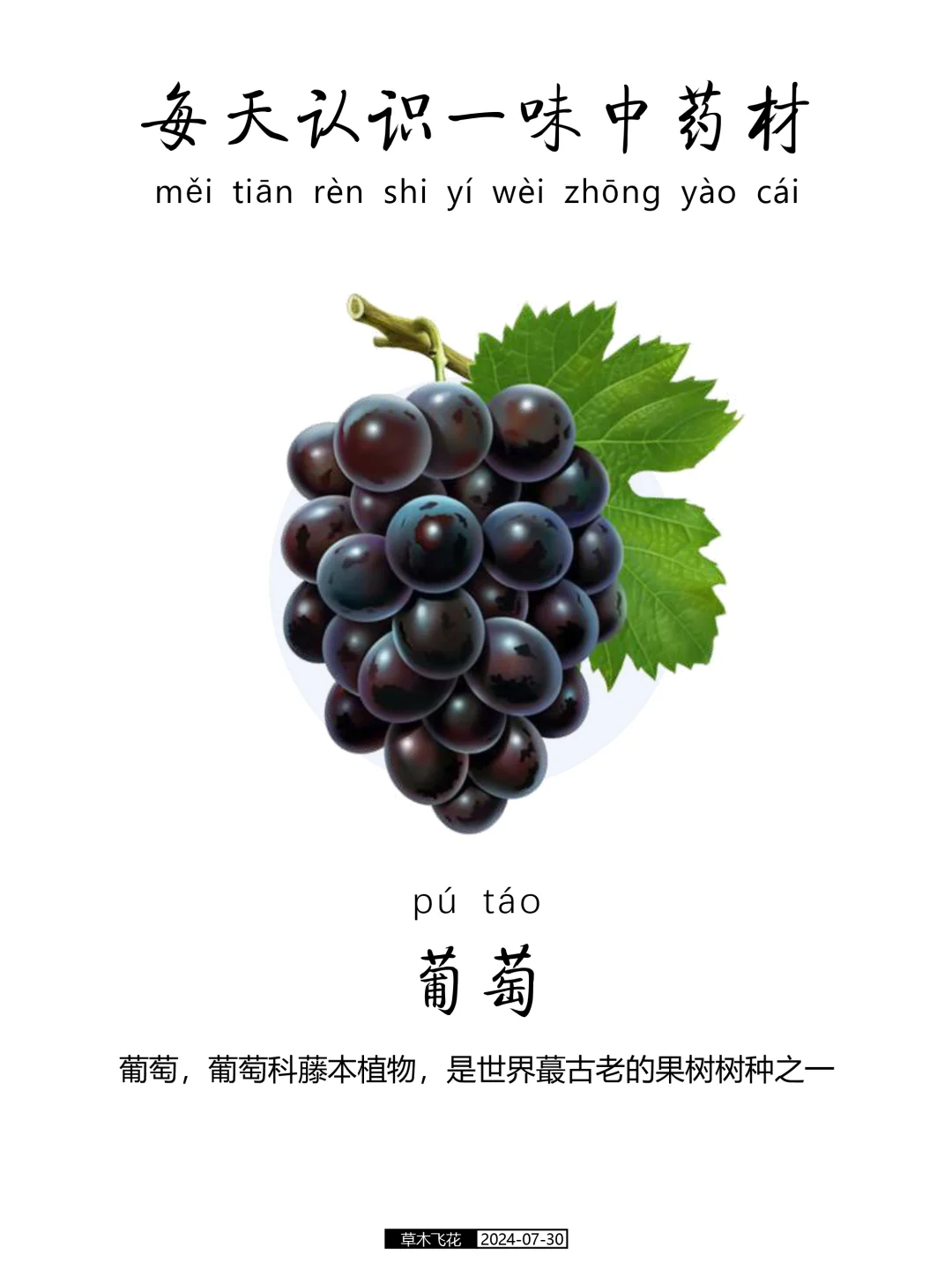 N0.434期 每天认识一味中草药-葡萄🍇