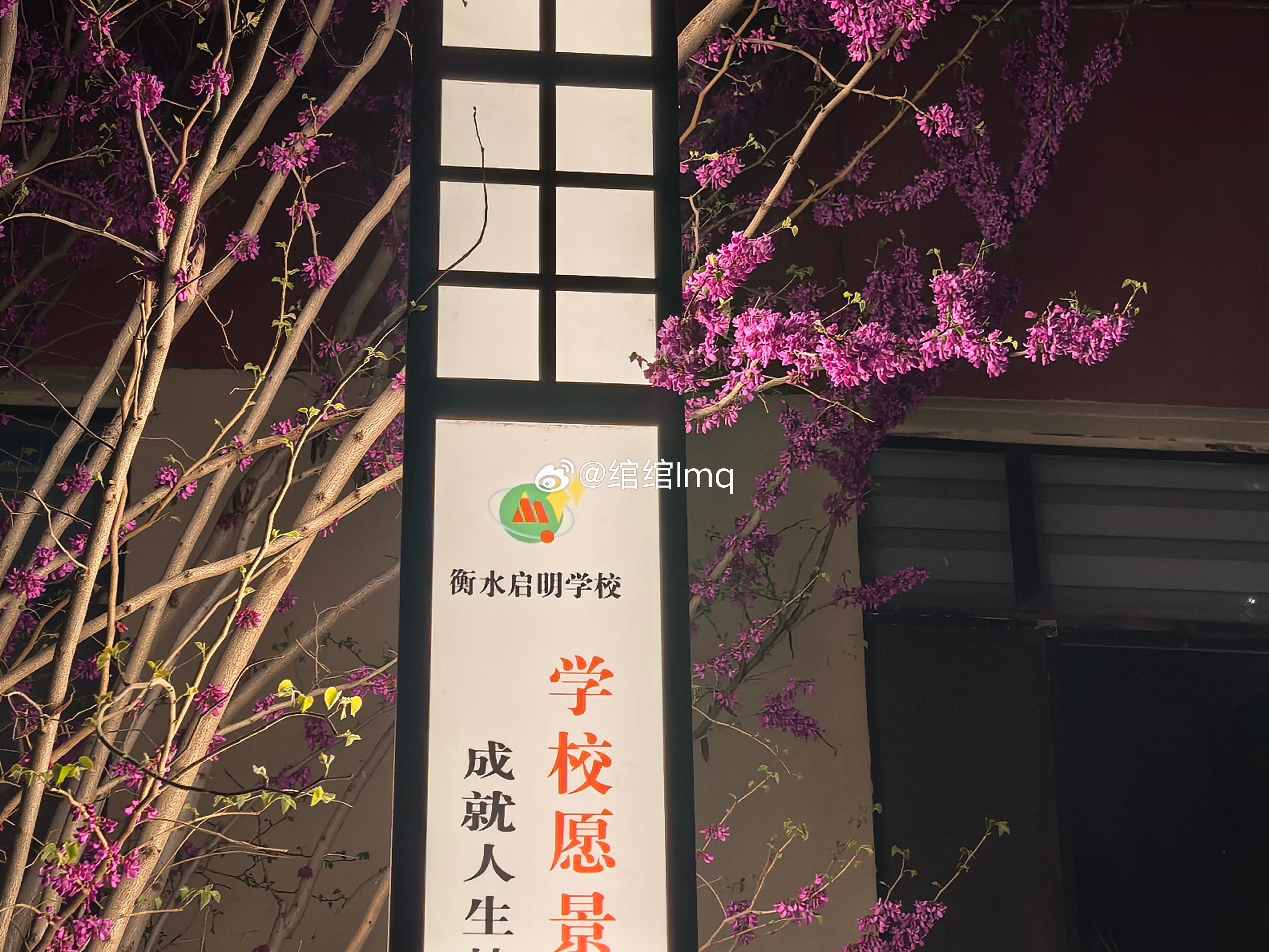 谢娜演唱会上座率暖阳轻拥校园满园苍翠繁花簇拥长廊清风流转书卷芬芳雅致校舍静立林间