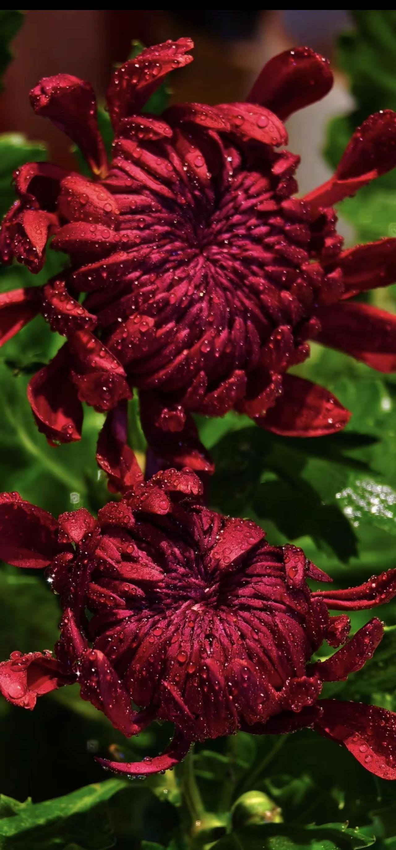 亲爱的老己：今年做个温暖的人以最大的平静去爱我们不确定的生活，人静   心安  