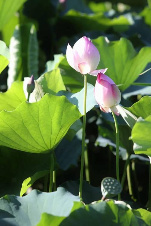 上联：细雨悠悠敲旧瓦，求下联微风轻轻拂新荷