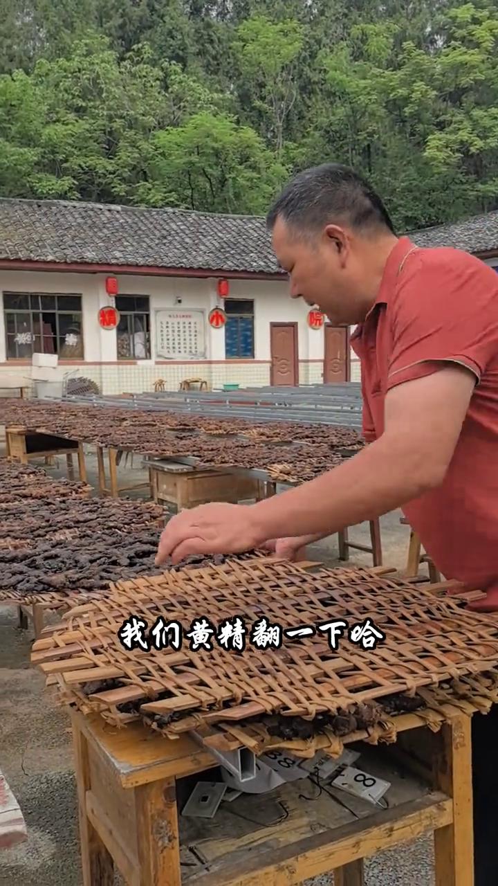 古法炮制黄精，细节见品质。
我手里拿的这个宝贝看起来很土，但是它是传统古法加工九