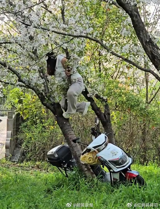上海女子爬树压塌20年樱花树谁家拍樱花爬树上去拍的？本来想拍点美照，这下好了，全