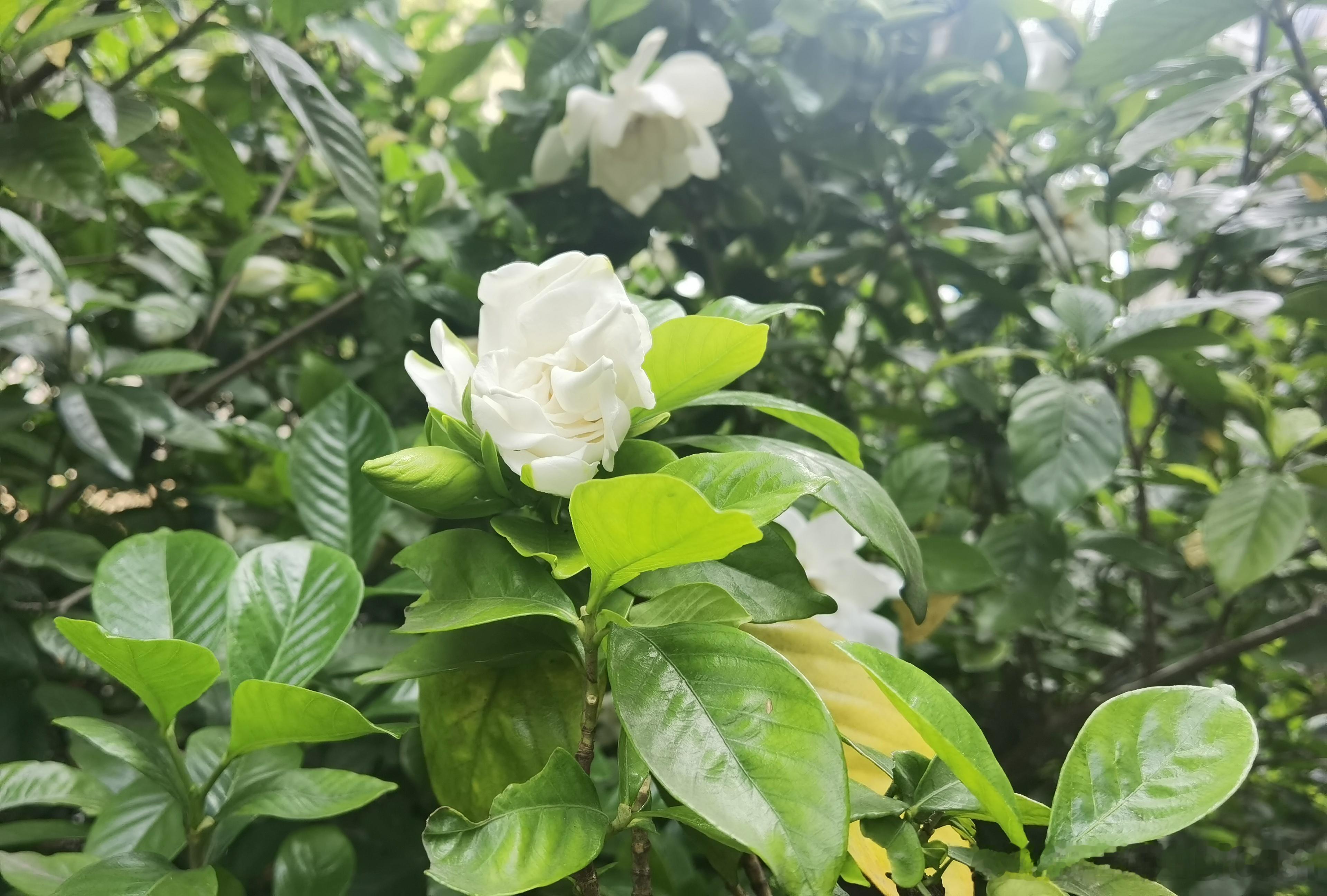 栀子花开得很欢，香味扑鼻 ​​​