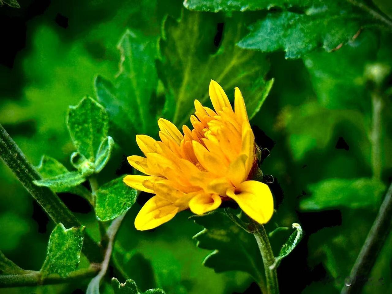 柔弱的野菊
       (原创）


柔弱的野菊
走得有些慌乱
还没有等到秋风